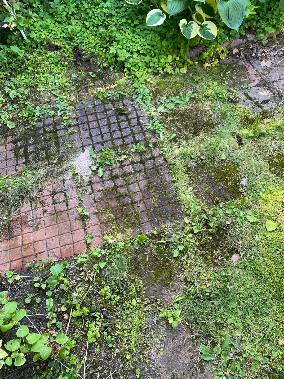 Kasvillisuus ottanut vallan laatoituksella (Ennen)