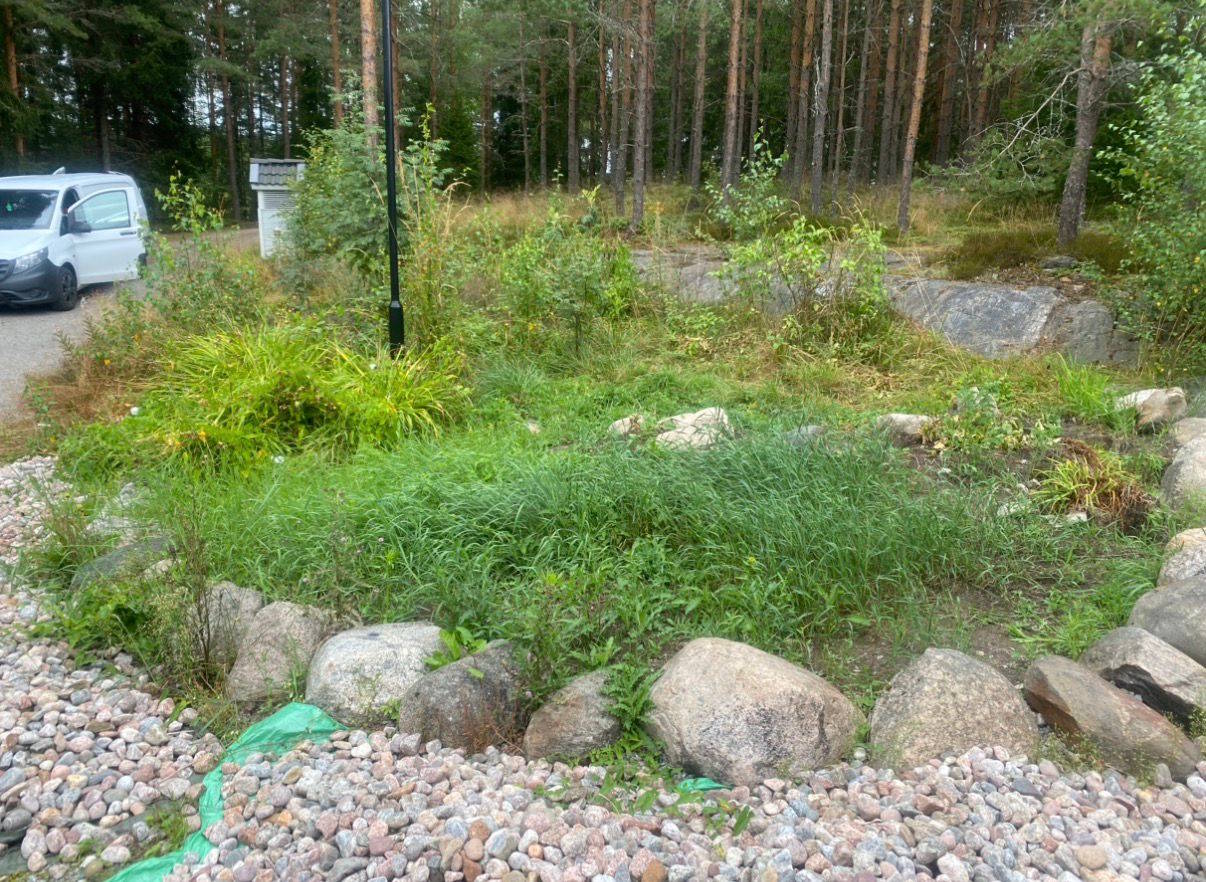 Vanhan viherpenkin pinnan kuorinta uuden istutuksen tieltä